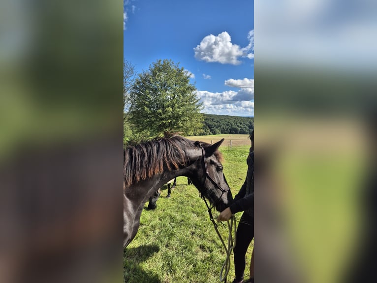 Fries paard Hengst 1 Jaar 154 cm Zwart in Hofheim am Taunus