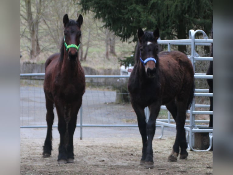 Fries paard Mix Hengst 1 Jaar 155 cm Bruin in Gemmerich