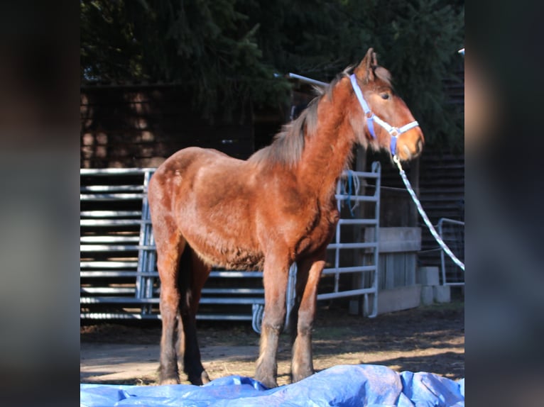 Fries paard Mix Hengst 1 Jaar 155 cm Bruin in Gemmerich