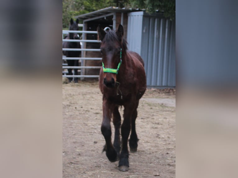 Fries paard Mix Hengst 1 Jaar 155 cm Bruin in Gemmerich