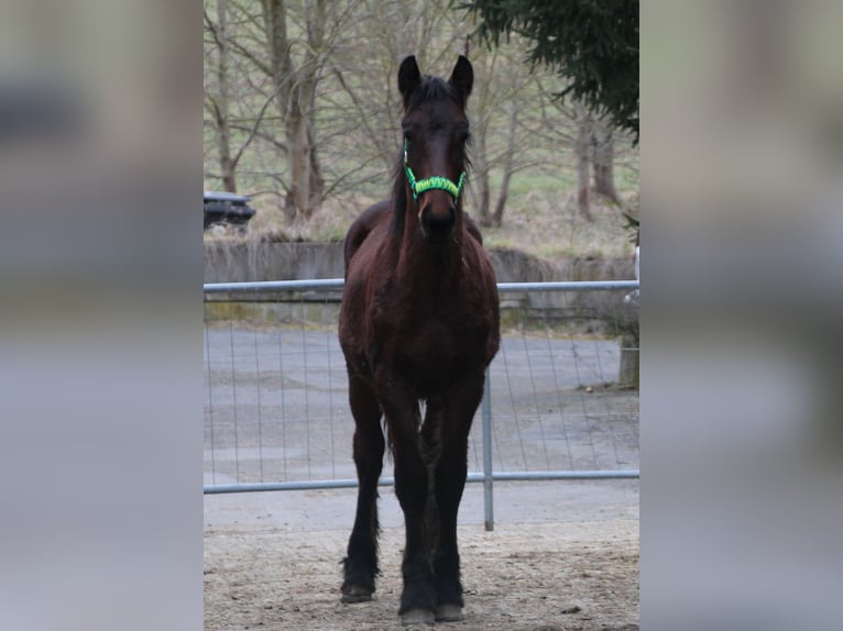 Fries paard Mix Hengst 1 Jaar 155 cm Bruin in Gemmerich