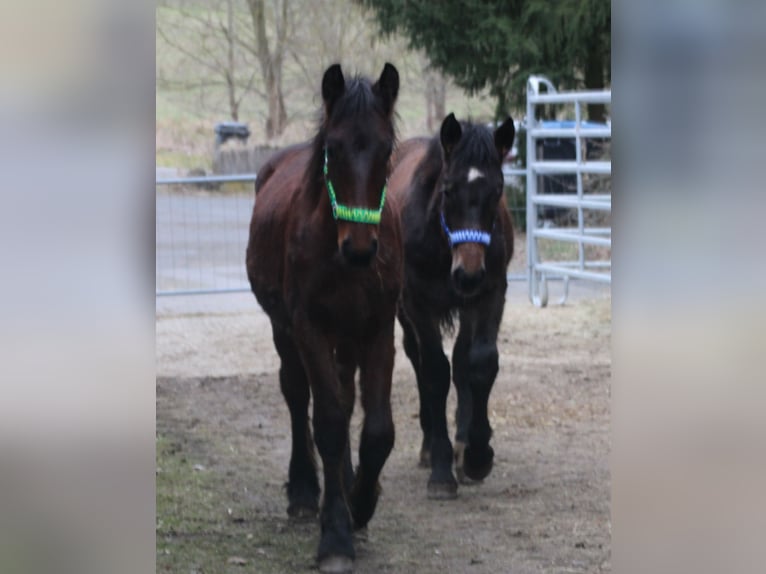 Fries paard Mix Hengst 1 Jaar 155 cm Bruin in Gemmerich