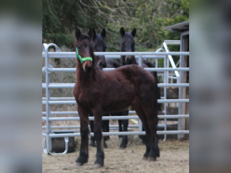 Fries paard Mix Hengst 1 Jaar 155 cm Bruin in Gemmerich