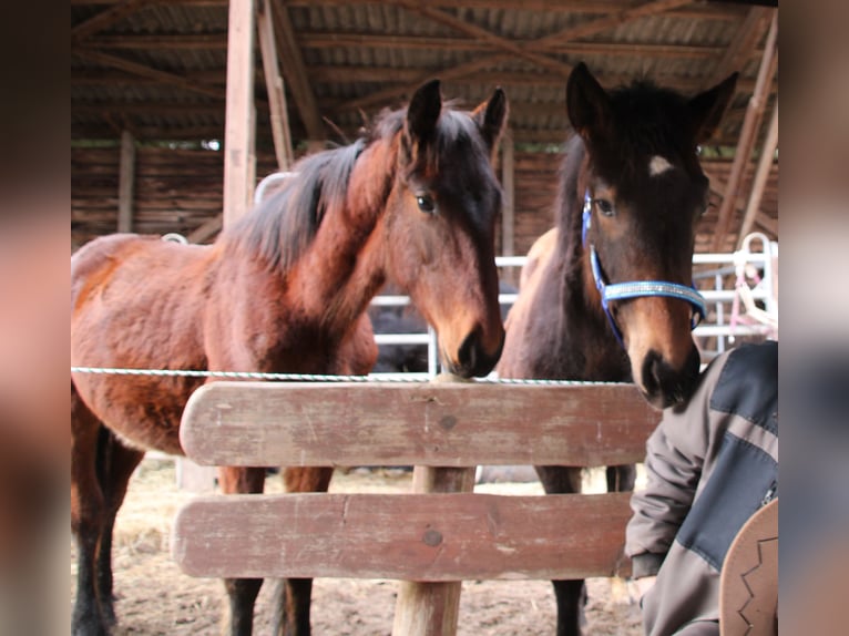 Fries paard Mix Hengst 1 Jaar 155 cm Bruin in Gemmerich