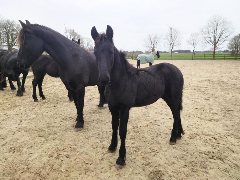 Fries paard Hengst 1 Jaar 159 cm Zwart in Bunde