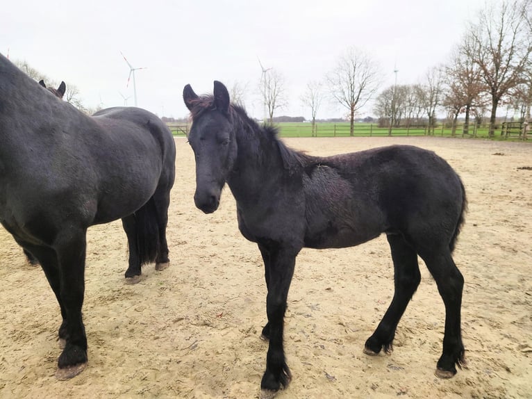 Fries paard Hengst 1 Jaar 159 cm Zwart in Bunde