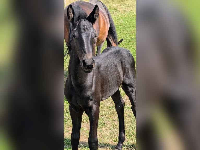 Fries paard Mix Hengst 1 Jaar 162 cm Zwart in Scheibenberg