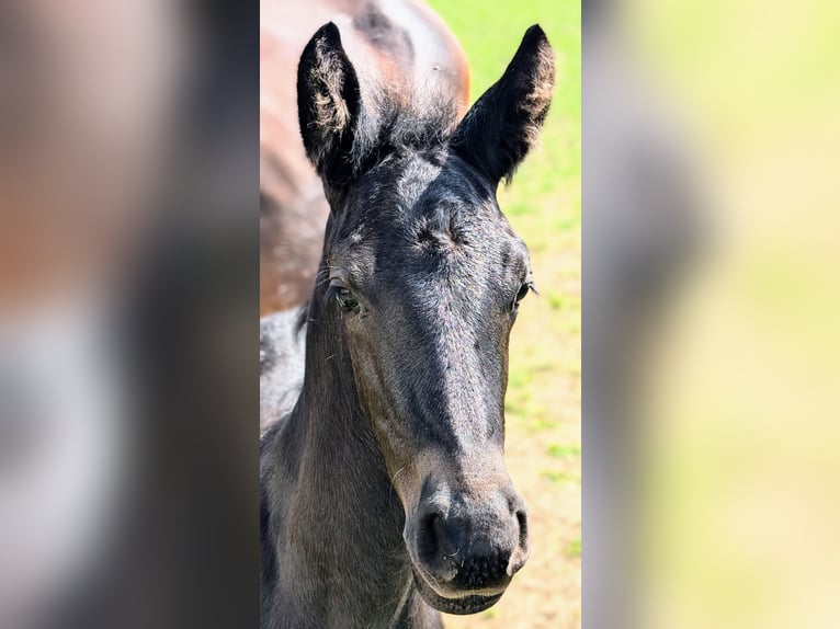Fries paard Mix Hengst 1 Jaar 162 cm Zwart in Scheibenberg