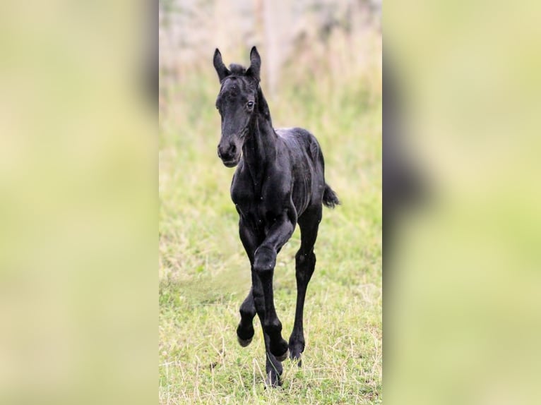 Fries paard Mix Hengst 1 Jaar 162 cm Zwart in Scheibenberg