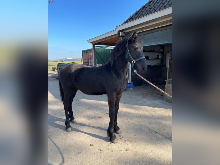 Fries paard Hengst 1 Jaar 163 cm Zwart in Wijdewormer