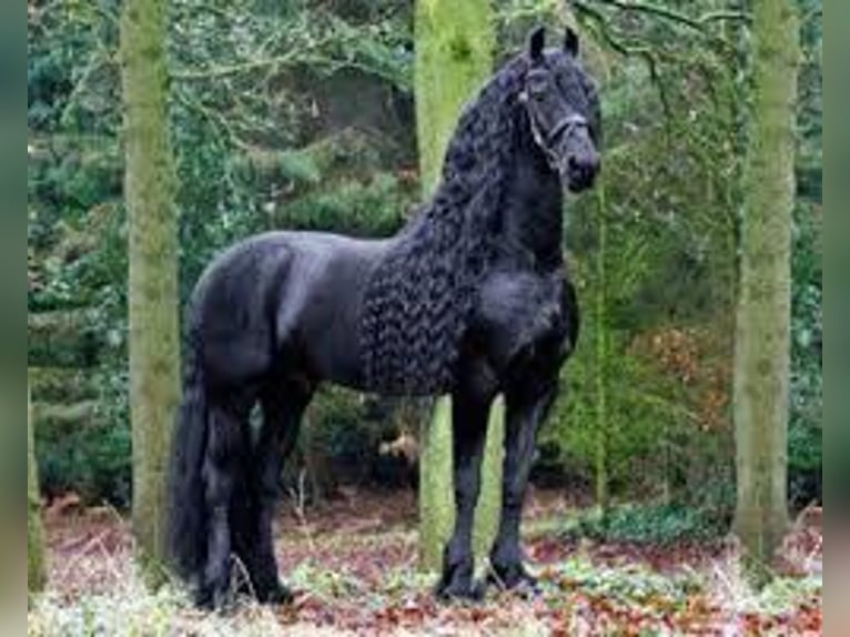 Fries paard Hengst 1 Jaar 163 cm Zwart in Wijdewormer