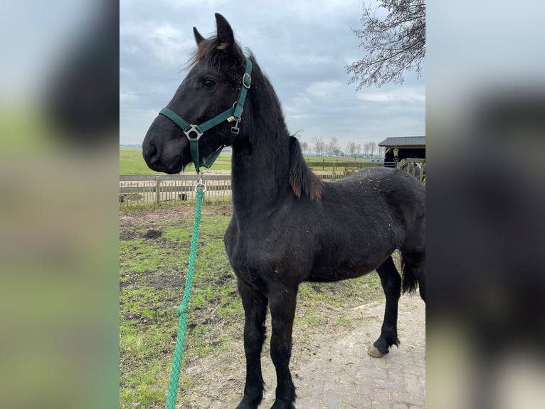 Fries paard Hengst 1 Jaar 163 cm Zwart in Wijdewormer