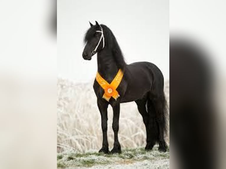 Fries paard Hengst 1 Jaar 163 cm Zwart in Wijdewormer