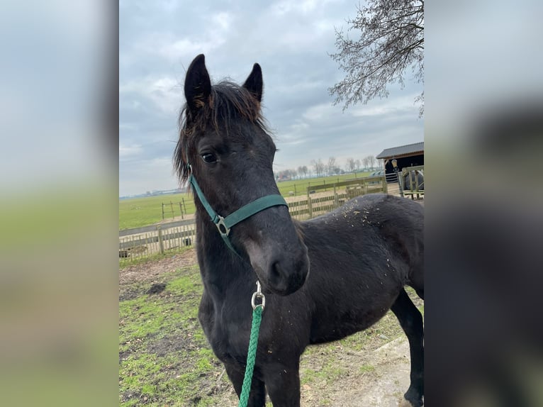 Fries paard Hengst 1 Jaar 163 cm Zwart in Wijdewormer