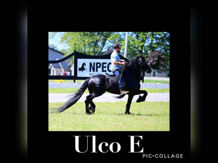 Fries paard Hengst 1 Jaar 163 cm Zwart in Holmesville