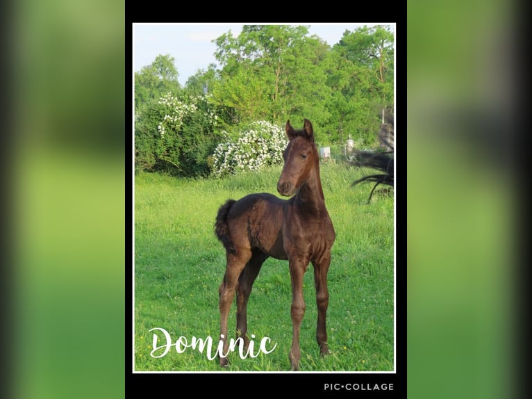 Fries paard Hengst 1 Jaar 163 cm Zwart in Holmesville