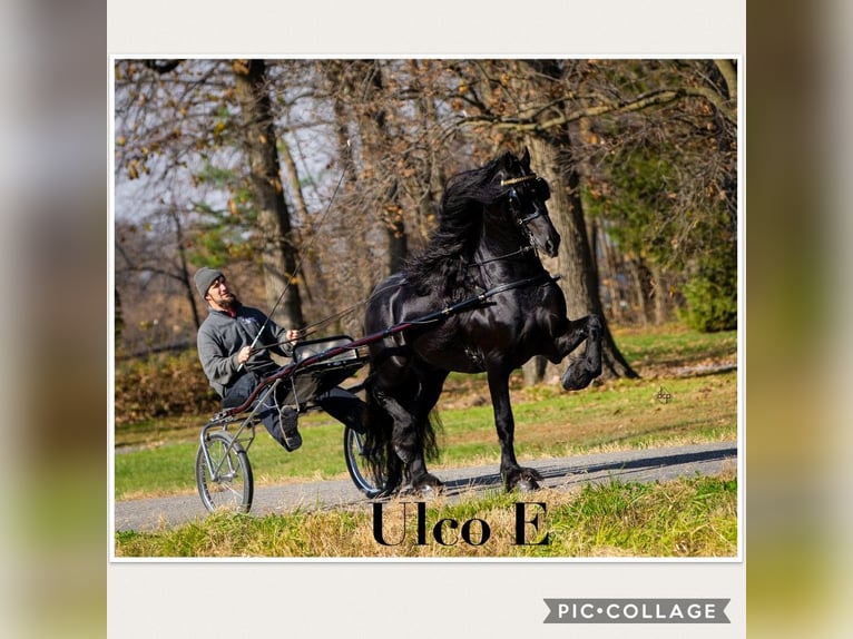 Fries paard Hengst 1 Jaar 163 cm Zwart in Holmesville