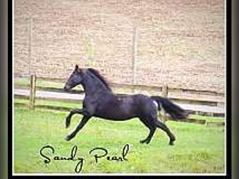 Fries paard Hengst 1 Jaar 163 cm Zwart in Holmesville