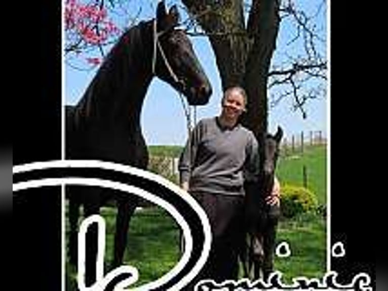 Fries paard Hengst 1 Jaar 163 cm Zwart in Holmesville