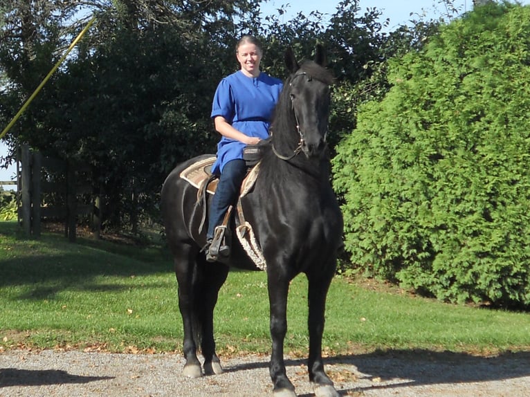 Fries paard Hengst 1 Jaar 163 cm Zwart in Holmesville