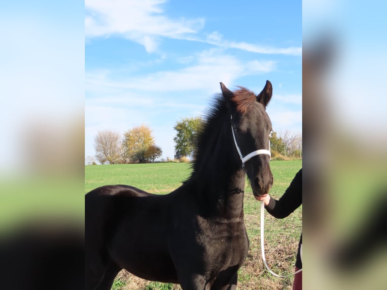Fries paard Hengst 1 Jaar 163 cm Zwart in Holmesville