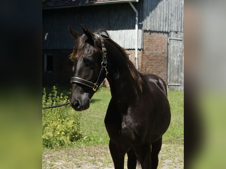 Fries paard Hengst 1 Jaar 165 cm Zwart in Hamburg