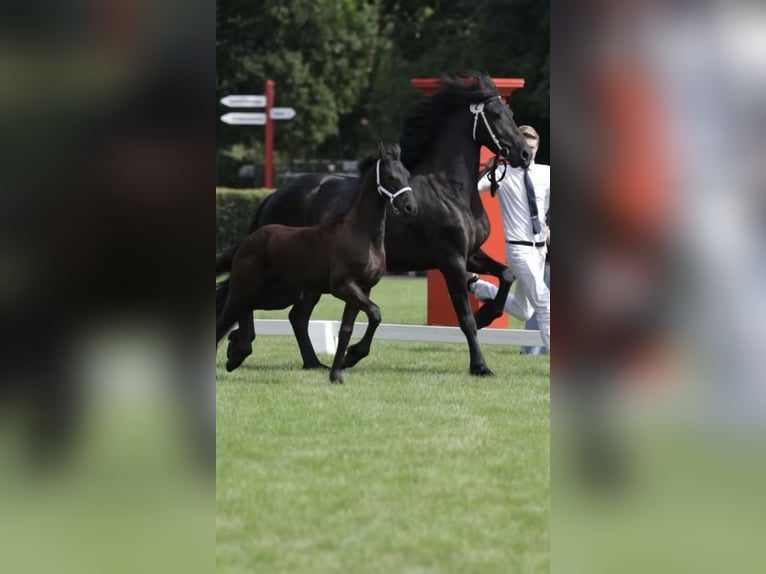 Fries paard Hengst 1 Jaar 170 cm Zwart in Stade