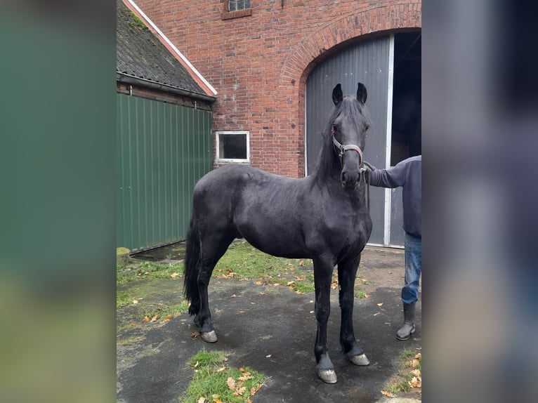 Fries paard Mix Hengst 1 Jaar in Sustrum3