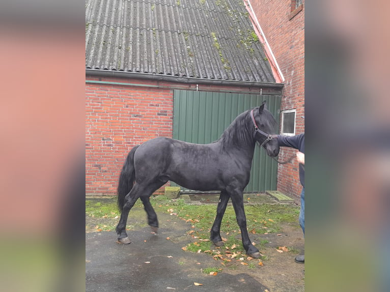 Fries paard Mix Hengst 1 Jaar in Sustrum3