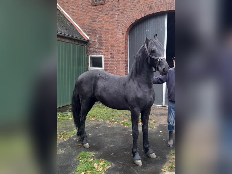 Fries paard Mix Hengst 1 Jaar in Sustrum3