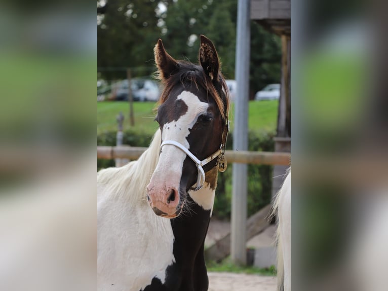 Fries paard Mix Hengst 1 Jaar Tobiano-alle-kleuren in Ygrande