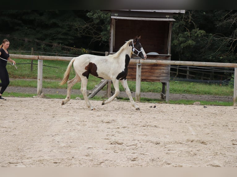 Fries paard Mix Hengst 1 Jaar Tobiano-alle-kleuren in Ygrande