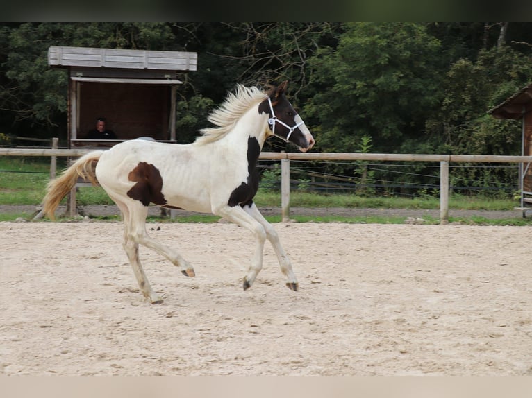 Fries paard Mix Hengst 1 Jaar Tobiano-alle-kleuren in Ygrande