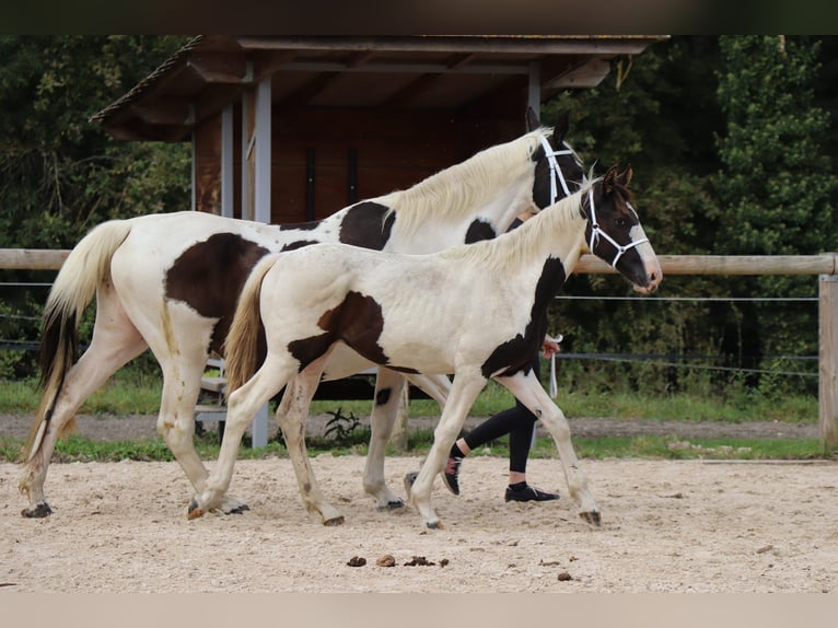 Fries paard Mix Hengst 1 Jaar Tobiano-alle-kleuren in Ygrande