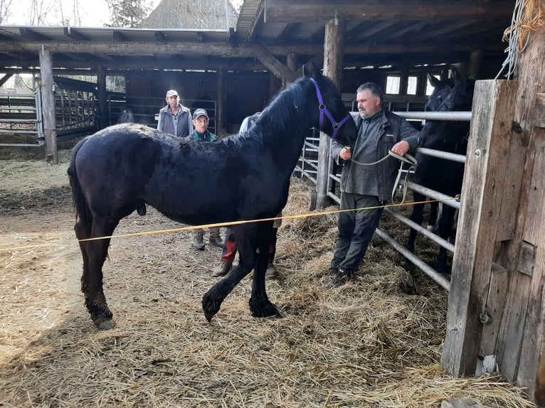 Fries paard Hengst 1 Jaar Zwart in Marienberg