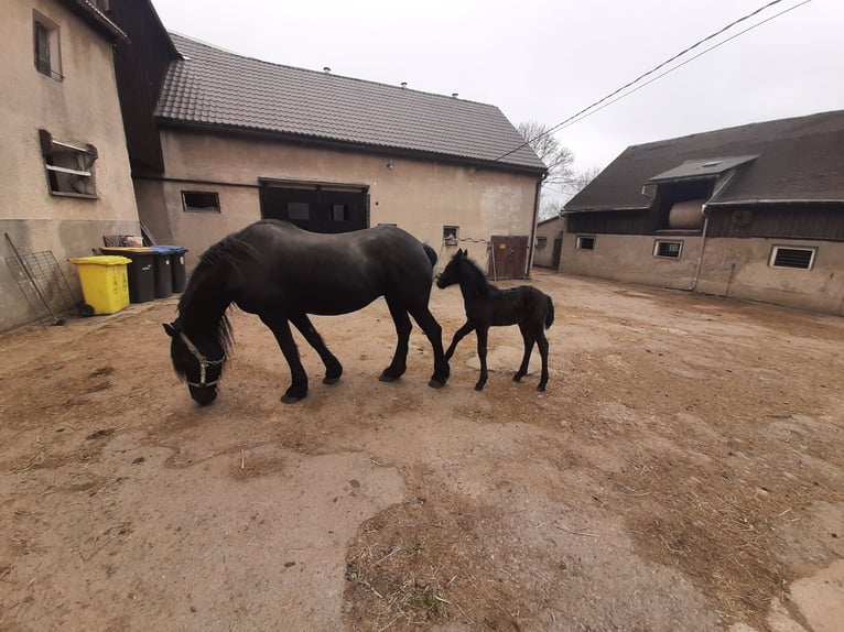 Fries paard Hengst 1 Jaar Zwart in Marienberg