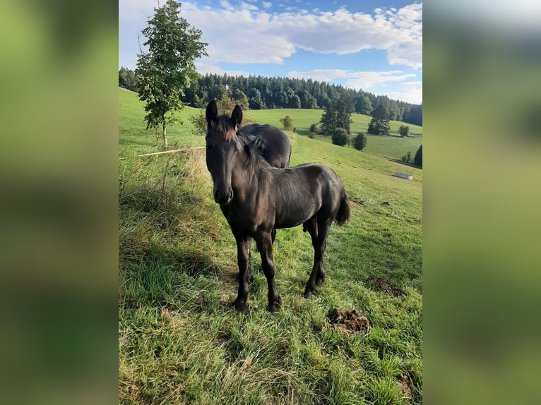 Fries paard Hengst 1 Jaar Zwart in Marienberg