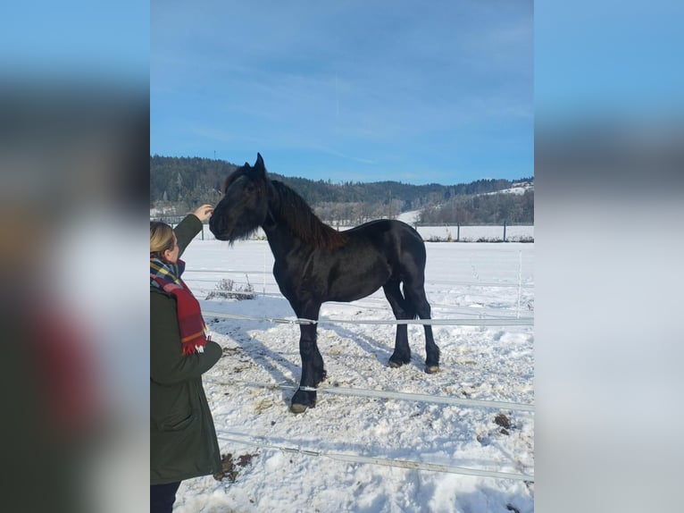 Fries paard Hengst 1 Jaar Zwart in loibach