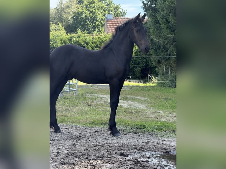 Fries paard Mix Hengst 1 Jaar Zwart in Saterland