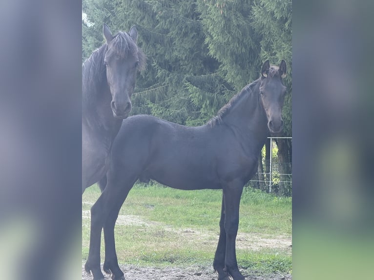 Fries paard Mix Hengst 1 Jaar Zwart in Saterland