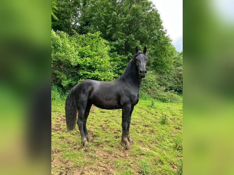 Fries paard Hengst 1 Jaar Zwart in Sivry