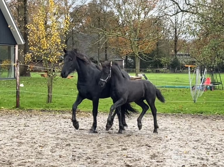 Fries paard Hengst 1 Jaar Zwart in Oosterwolde