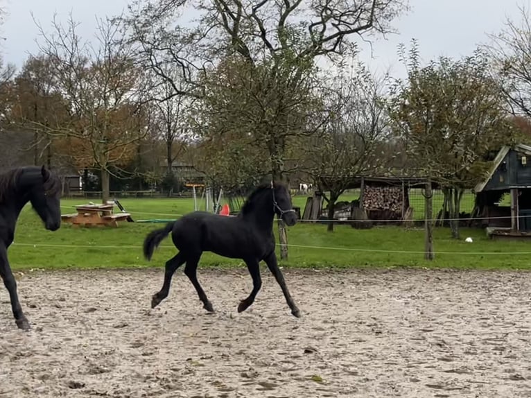 Fries paard Hengst 1 Jaar Zwart in Oosterwolde