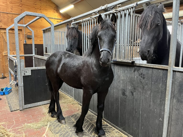 Fries paard Hengst 1 Jaar Zwart in Oosterwolde