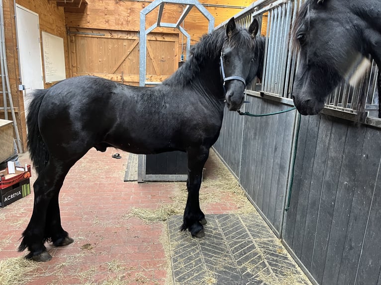 Fries paard Hengst 1 Jaar Zwart in Oosterwolde