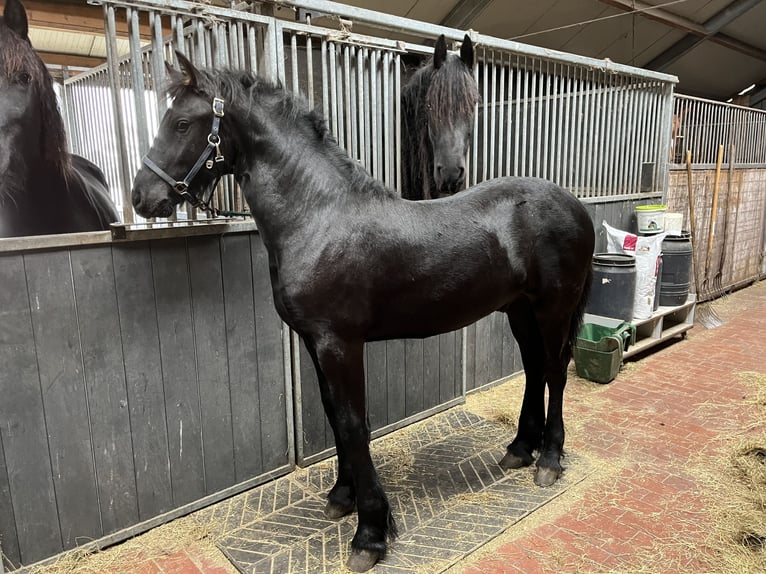 Fries paard Hengst 1 Jaar Zwart in Oosterwolde