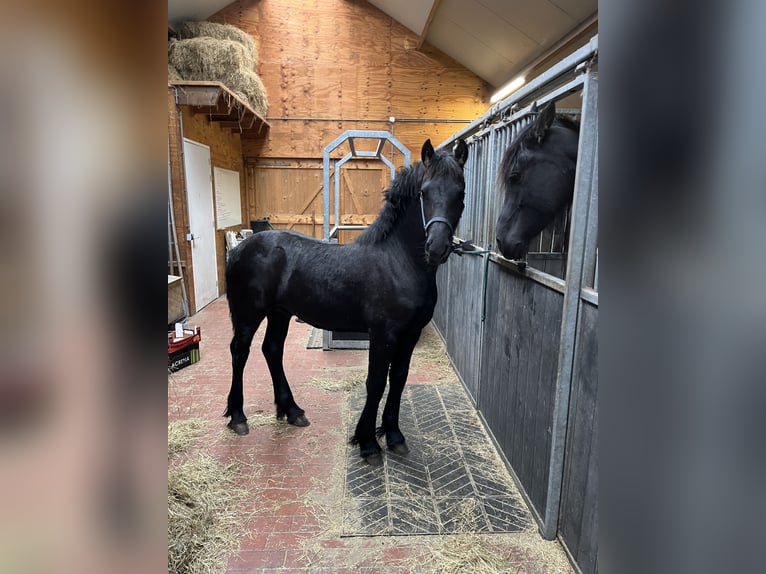 Fries paard Hengst 1 Jaar Zwart in Oosterwolde