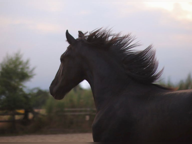 Fries paard Hengst 1 Jaar Zwart in Marl