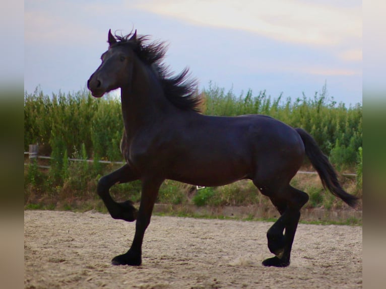 Fries paard Hengst 1 Jaar Zwart in Marl