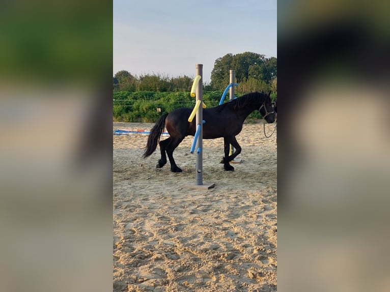 Fries paard Hengst 1 Jaar Zwart in Marl